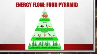ENERGY FLOW: FOOD PYRAMID
 