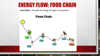 ENERGY FLOW: FOOD CHAIN
 