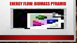ENERGY FLOW: BIOMASS PYRAMID
 