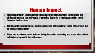 Human Impact
● Humans have hurt the California chaparral by cutting down the trees which the
birds and animals live in. People are cutting down the trees because they need
firewood and pasture
● With people building homes and even industry getting closer to the chaparrrals the
air pollution is a factor.
● There are also issues with animals being hunted or venturing into areas where their
habitat overlaps with that of humans.
 