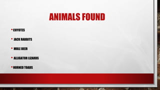 ANIMALS FOUND
•COYOTES
• JACK RABBITS
• MULE DEER
• ALLIGATOR LIZARDS
•HORNED TOADS
 