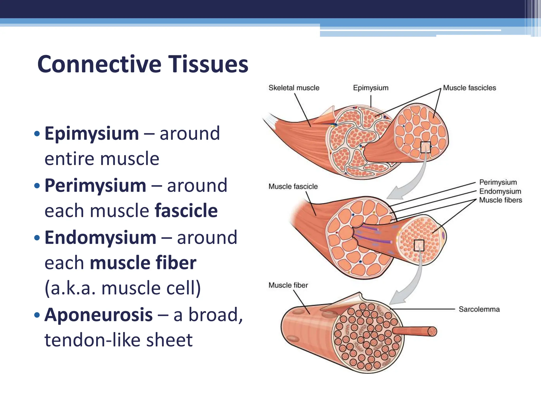 Anatomy & Physiology 2e Chapter 10 Muscle Tissue | PPTX
