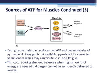 Anatomy & Physiology 2e Chapter 10 Muscle Tissue | PPTX