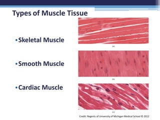 Anatomy & Physiology 2e Chapter 10 Muscle Tissue | PPTX