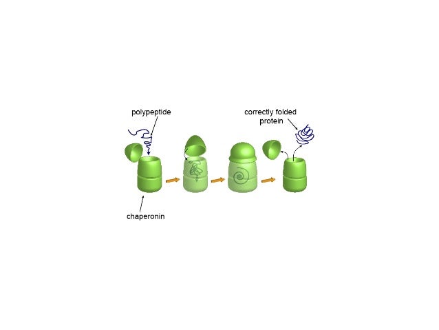 do chaperone proteins help determine native structure do chaperone proteins help determine native structure