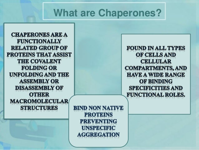 chaperone definition french chaperone definition french