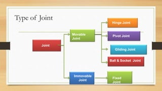 Type of Joint
Joint
Movable
Joint
Immovable
Joint
Hinge Joint
Pivot Joint
Fixed
Joint
Gliding Joint
Ball & Socket Joint
 