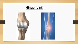 Hinge joint:
 