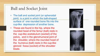 Ball and Socket Joint
• The ball and socket joint (or spheroidal
joint) is a joint in which the ball-shaped
surface of one rounded bone fits into the
cup-like depression of another bone.
• These are found in the hip, where the
rounded head of the femur (ball) rests in
the cup-like acetabulum (socket) of the
pelvis, and in the glenohumeral joint of
the shoulder, where the rounded head of
the humerus (ball) rests in the cup-like
glenoid fossa (socket) of the shoulder
blade.
 