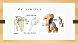 Ball & Socket Joint
 