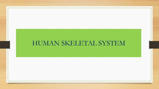 HUMAN SKELETAL SYSTEM
 