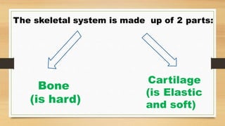 The skeletal system is made up of 2 parts:
Bone
(is hard)
Cartilage
(is Elastic
and soft)
 