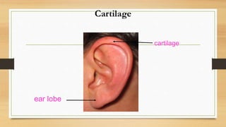 Cartilage
ear lobe
cartilage
 