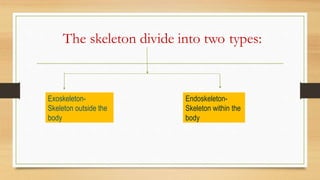 The skeleton divide into two types:
Endoskeleton-
Skeleton within the
body
Exoskeleton-
Skeleton outside the
body
 