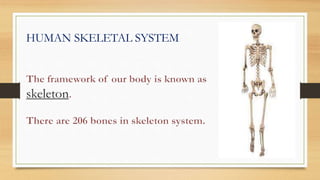 HUMAN SKELETAL SYSTEM
 