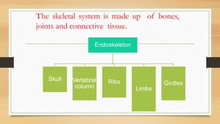 The skeletal system is made up of bones,
joints and connective tissue.
Endoskeleton
Skull Vertebral
column
Ribs
Limbs
Girdles
 