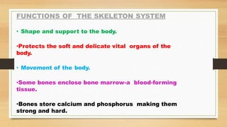FUNCTIONS OF THE SKELETON SYSTEM
• Shape and support to the body.
•Protects the soft and delicate vital organs of the
body.
• Movement of the body.
•Some bones enclose bone marrow-a blood-forming
tissue.
•Bones store calcium and phosphorus making them
strong and hard.
 