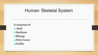 Human Skeletal System
It comprisesof-
 Skull
Backbone
Ribcage
Pelvic bones
Girdles
 