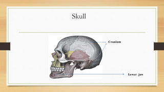 Skull
Cranium
Lower jaw
 