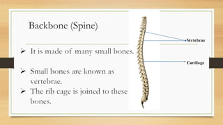 Backbone (Spine)
Vertebrae
Cartilage
 