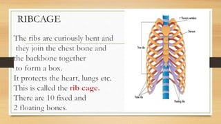 RIBCAGE
 