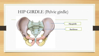 HIP GIRDLE (Pelvic girdle)
Hip girdle
Backbone
 
