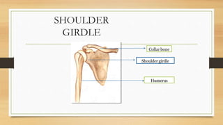SHOULDER
GIRDLE
Collar bone
Shoulder girdle
Humerus
 