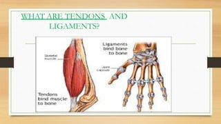 WHAT ARE TENDONS AND
LIGAMENTS?
 