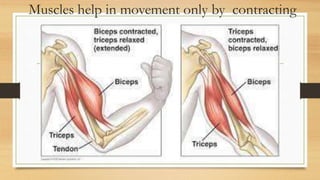 Muscles help in movement only by contracting
 