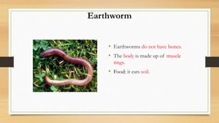 Earthworm
• Earthworms do not have bones.
• The body is made up of muscle
rings.
• Food: it eats soil.
 