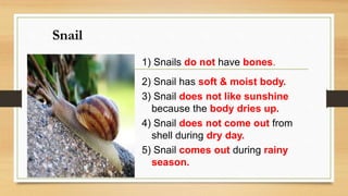 Snail
1) Snails do not have bones.
2) Snail has soft & moist body.
3) Snail does not like sunshine
because the body dries up.
4) Snail does not come out from
shell during dry day.
5) Snail comes out during rainy
season.
 