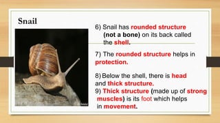 Snail
6) Snail has rounded structure
(not a bone) on its back called
the shell.
7) The rounded structure helps in
protection.
8) Below the shell, there is head
and thick structure.
9) Thick structure (made up of strong
muscles) is its foot which helps
in movement.
 