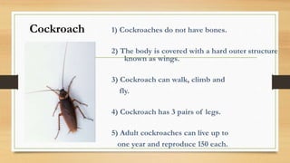 Cockroach
 