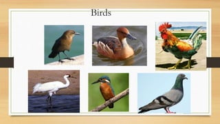 Birds
 