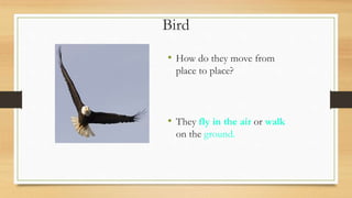 Bird
• How do they move from
place to place?
• They fly in the air or walk
on the ground.
 