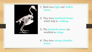1) Birds have light and hallow
bones.
2) They have hind limb bones
which help in walking.
3) The forelimbs bones are
modified as wings.
4) They have strong shoulder
bones.
 