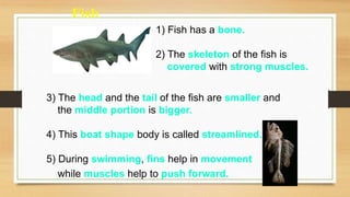 Fish
3) The head and the tail of the fish are smaller and
the middle portion is bigger.
4) This boat shape body is called streamlined.
1) Fish has a bone.
2) The skeleton of the fish is
covered with strong muscles.
5) During swimming, fins help in movement
while muscles help to push forward.
 