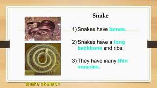 Snake
1) Snakes have bones.
2) Snakes have a long
backbone and ribs.
3) They have many thin
muscles.
snake skeleton
 