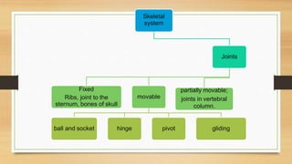 Skeletal
system
Joints
Fixed
Ribs, joint to the
sternum, bones of skull
movable
ball and socket hinge pivot gliding
partially movable;
joints in vertebral
column.
 