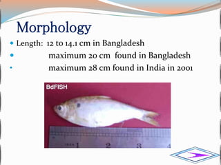 Chapila(gudusia chapra) | PPTX