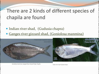 Chapila(gudusia chapra) | PPTX
