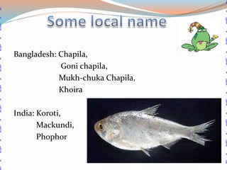 Chapila(gudusia chapra) | PPTX