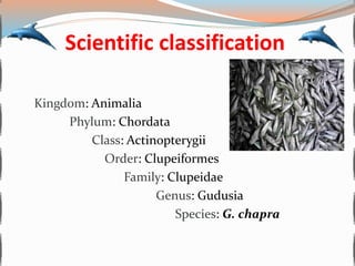 Chapila(gudusia chapra) | PPTX