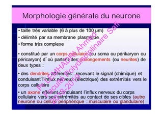 Morphologie générale du neurone
PrLEM
H
AD
R
IAhm
ed
Faculté
Polydisciplinaire
Safi
2018-2019
 