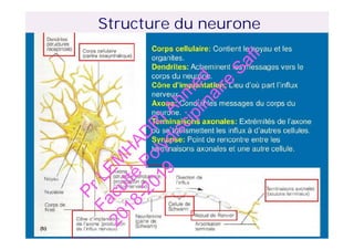 Structure du neurone
PrLEM
H
AD
R
IAhm
ed
Faculté
Polydisciplinaire
Safi
2018-2019
 