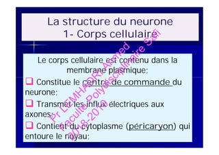 La structure du neurone
1- Corps cellulaire
Le corps cellulaire est contenu dans la
membrane plasmique;
 Constitue le centre de commande du
neurone;
 Transmet les influx électriques aux
axones;
 Contient du cytoplasme (péricaryon) qui
entoure le noyau;
Le corps cellulaire est contenu dans la
membrane plasmique;
 Constitue le centre de commande du
neurone;
 Transmet les influx électriques aux
axones;
 Contient du cytoplasme (péricaryon) qui
entoure le noyau;
PrLEM
H
AD
R
IAhm
ed
Faculté
Polydisciplinaire
Safi
2018-2019
 