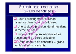 Structure du neurone
2- Les dendrites
 Courts prolongements prenant
naissance dans le corps cellulaire;
 Une seule ou plusieurs dendrites dans
un même neurone;
 Reçoivent les influx nerveux et les
transmettent au corps cellulaire;
 Grand nombre de dendrites = grand
nombre d’influx transmis.
 Courts prolongements prenant
naissance dans le corps cellulaire;
 Une seule ou plusieurs dendrites dans
un même neurone;
 Reçoivent les influx nerveux et les
transmettent au corps cellulaire;
 Grand nombre de dendrites = grand
nombre d’influx transmis.
PrLEM
H
AD
R
IAhm
ed
Faculté
Polydisciplinaire
Safi
2018-2019
 