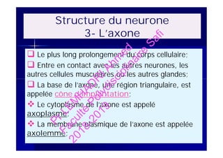 Structure du neurone
3- L’axone
 Le plus long prolongement du corps cellulaire;
 Entre en contact avec les autres neurones, les
autres cellules musculaires ou les autres glandes;
 La base de l’axone, une région triangulaire, est
appelée cône d’implantation;
 Le cytoplasme de l’axone est appelé
axoplasme;
 La membrane plasmique de l’axone est appelée
axolemme;
 Le plus long prolongement du corps cellulaire;
 Entre en contact avec les autres neurones, les
autres cellules musculaires ou les autres glandes;
 La base de l’axone, une région triangulaire, est
appelée cône d’implantation;
 Le cytoplasme de l’axone est appelé
axoplasme;
 La membrane plasmique de l’axone est appelée
axolemme;
PrLEM
H
AD
R
IAhm
ed
Faculté
Polydisciplinaire
Safi
2018-2019
 