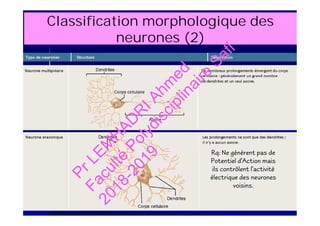 Classification morphologique des
neurones (2)
Rq: Ne génèrent pas de
Potentiel d’Action mais
ils contrôlent l’activité
électrique des neurones
voisins.
PrLEM
H
AD
R
IAhm
ed
Faculté
Polydisciplinaire
Safi
2018-2019
 