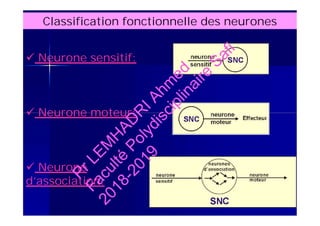 Classification fonctionnelle des neurones
 Neurone sensitif:
 Neurone moteur:
 Neurone
d’association:
 Neurone sensitif:
 Neurone moteur:
 Neurone
d’association:
PrLEM
H
AD
R
IAhm
ed
Faculté
Polydisciplinaire
Safi
2018-2019
 